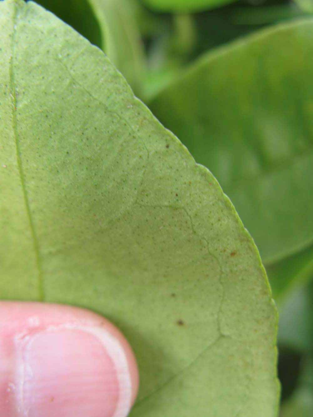              Margin (Winter Haven, FL)       